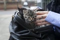 Suitcase with kittens Royalty Free Stock Photo