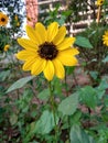 Sujya mukhi flower,also call sunflower