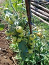 Sukabumi plantation tomato fields to Indonesia