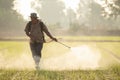 SUKHOTHAI, THAILAND - NOVEMBER 5, 2019 : An unidentified people spraying chemical to young green rice field in Sukhothai on