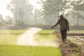 SUKHOTHAI, THAILAND - NOVEMBER 5, 2019 : An unidentified people spraying chemical to young green rice field in Sukhothai on