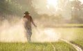 SUKHOTHAI, THAILAND - NOVEMBER 5, 2019 : An unidentified people spraying chemical to young green rice field in Sukhothai on