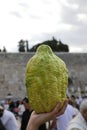 Sukkot Jewish holiday at the Western wall: the Citron, Hebrew: `Etrog` or Citrus medica, one of the four species