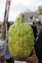 Sukkot Jewish holiday at the Western wall: the Citron, Hebrew: `Etrog` or Citrus medica, one of the four species