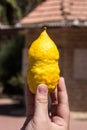 Sukkot . yellow etrog. One of the four species on Sukkot Jews users