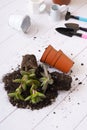 Sukkulents and the soil, pots and gardening tools. Home gardening concept Royalty Free Stock Photo