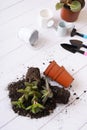 Sukkulents and the soil, pots and gardening tools. Home gardening concept Royalty Free Stock Photo
