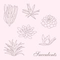 Sukkulents vector Royalty Free Stock Photo