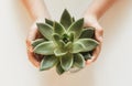 Sukulent flower in children`s hands on a white background Royalty Free Stock Photo