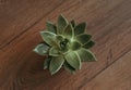 Sukulent on a wooden background. Top view. potted plant