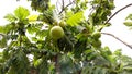 Sukun or breadfruit hanging on the tree. Royalty Free Stock Photo