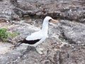 Sula granti masked booby sea bird