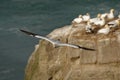 Sula serrator - Australian Gannet - takapu flying above the nesting colony in New Zealand Royalty Free Stock Photo