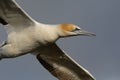 Sula serrator - Australian Gannet - takapu flying above the nesting colony in New Zealand Royalty Free Stock Photo