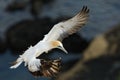 Sula serrator - Australian Gannet - takapu flying above the nesting colony in New Zealand Royalty Free Stock Photo