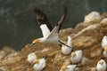 Sula serrator - Australian Gannet - takapu flying above the nesting colony in New Zealand Royalty Free Stock Photo