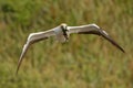 Sula serrator - Australian Gannet - takapu flying above the nesting colony in New Zealand Royalty Free Stock Photo