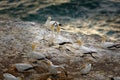 Sula serrator - Australian Gannet - takapu flying above the nesting colony in New Zealand Royalty Free Stock Photo