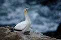 Sula serrator - Australian Gannet - takapu flying above the nesting colony in New Zealand