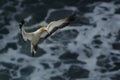 Sula serrator - Australian Gannet - takapu in Muriwai Beach New Zealand Royalty Free Stock Photo