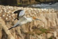 Sula serrator - Australian Gannet - takapu in Muriwai Beach New Zealand Royalty Free Stock Photo