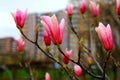 Sulange magnolia close-up on tree branch. Beautiful spring magnolia flowers. Buds bloomed in park, Botanical Garden Royalty Free Stock Photo