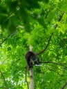 Sulawesi bear cuscus, Ailurops ursinus. Tangkoko reserve, North Sulawesi