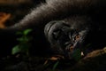 Sulawesi Black Crested Macaque looks at camera in Tangkoko Nature Reserve Royalty Free Stock Photo