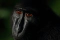 Sulawesi Black Crested Macaque, Tangkoko Nature Reserve Royalty Free Stock Photo