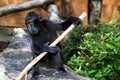 Sulawesi or black macaque