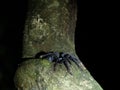 Sulawesi black tarantula, Cyriopagopus sp