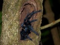 Sulawesi Black Tarantula