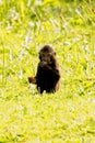 Sulawesi Crested Macaque Baby