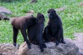 Sulawesi crested macaque sits on a rocks