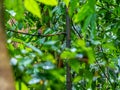 Sulawesi dwarf kingfisher, Ceyx fallax. Tangkoko reserve, North Sulawesi Royalty Free Stock Photo