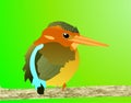 Sulawesi dwarf kingfisher Royalty Free Stock Photo
