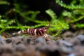 Sulawesi dwarf shrimp tigri type look for food in aquatic soil in fresh water aquarium tank with green plant as background