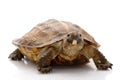 Sulawesi forest turtle Royalty Free Stock Photo
