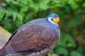 The Sulawesi ground dove (Gallicolumba tristigmata) Royalty Free Stock Photo