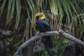 Sulawesi hornbill Rhabdotorrhinus exarhatus