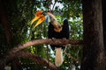 Sulawesi Kalao. National bird of Sulawesi. colourful hornbill native to Indonesia, Knobbed Hornbill, Aceros cassidix. Like Parrot