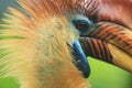 Sulawesi knobbed hornbill