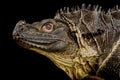 Sulawesi Sailfin Lizard Hydrosaurus microlophus Royalty Free Stock Photo