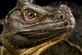 Sulawesi Sailfin Lizard Hydrosaurus microlophus Royalty Free Stock Photo