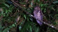 Sulawesi scops owl (Otus manadensis), endemic bird of Indonesia