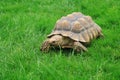 Sulcata (african spurred) turtle Royalty Free Stock Photo