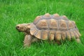 Sulcata (african spurred) turtle
