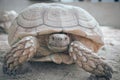 Sulcata scared it was in the shell. Royalty Free Stock Photo