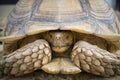 Sulcata scared it was in the shell. Royalty Free Stock Photo