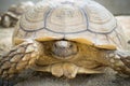 Sulcata scared it was in the shell. Royalty Free Stock Photo